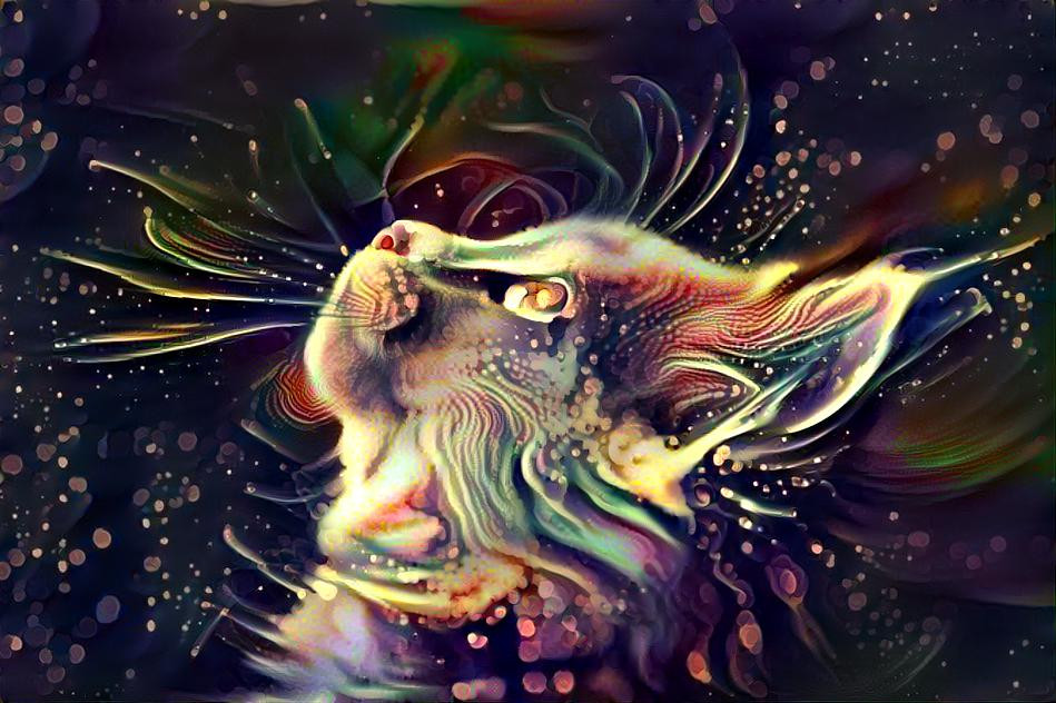 The dreamy cat