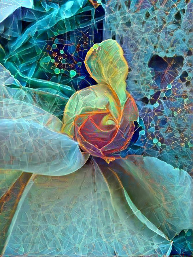 A rose unfolds 