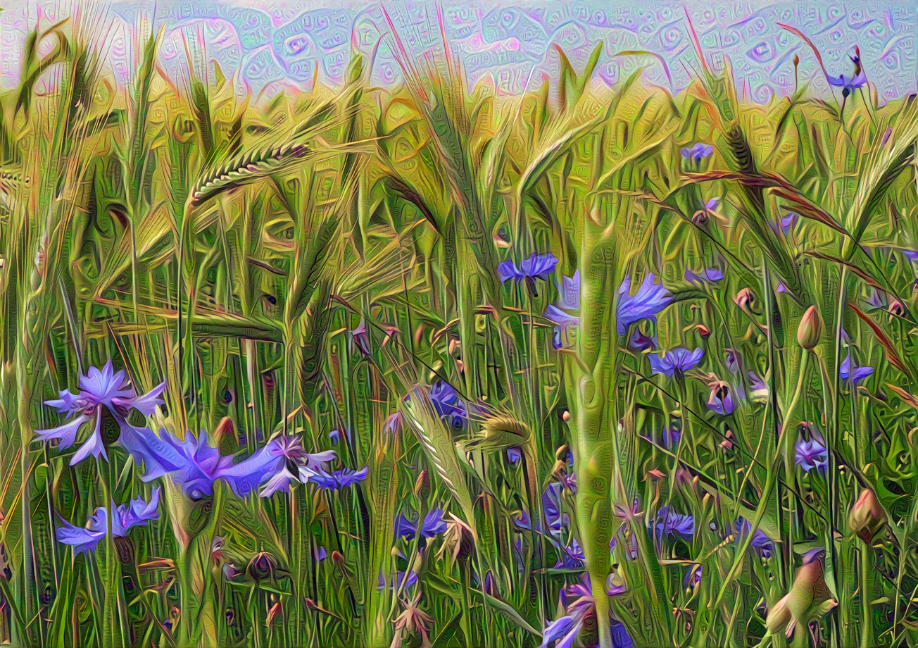 Cornflowers in the Wheat Field