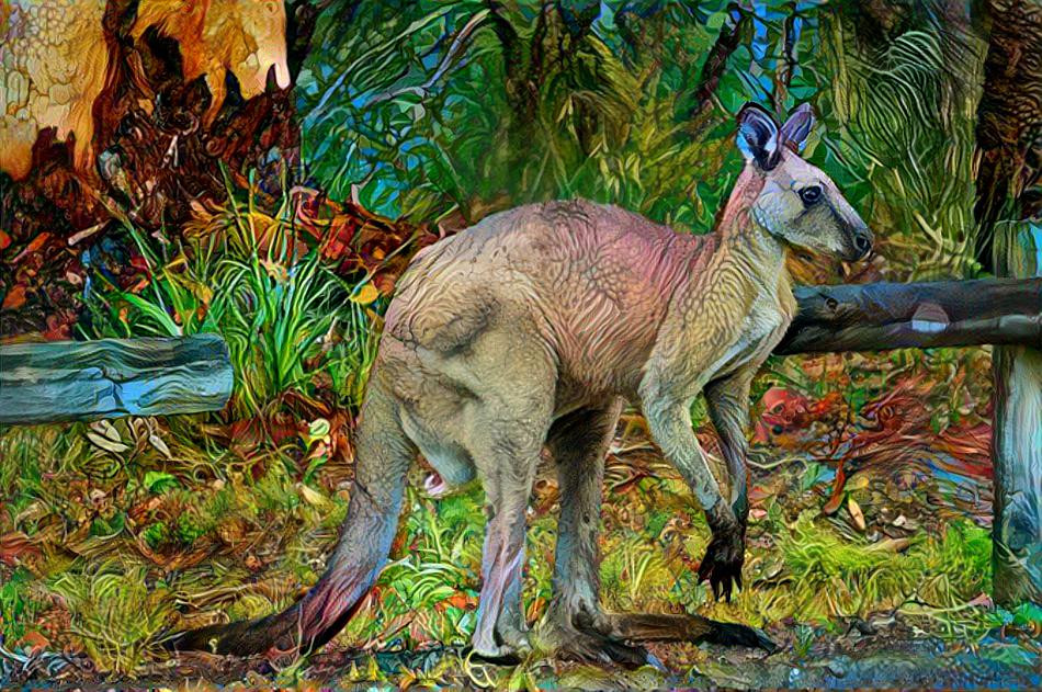 Kangaroo