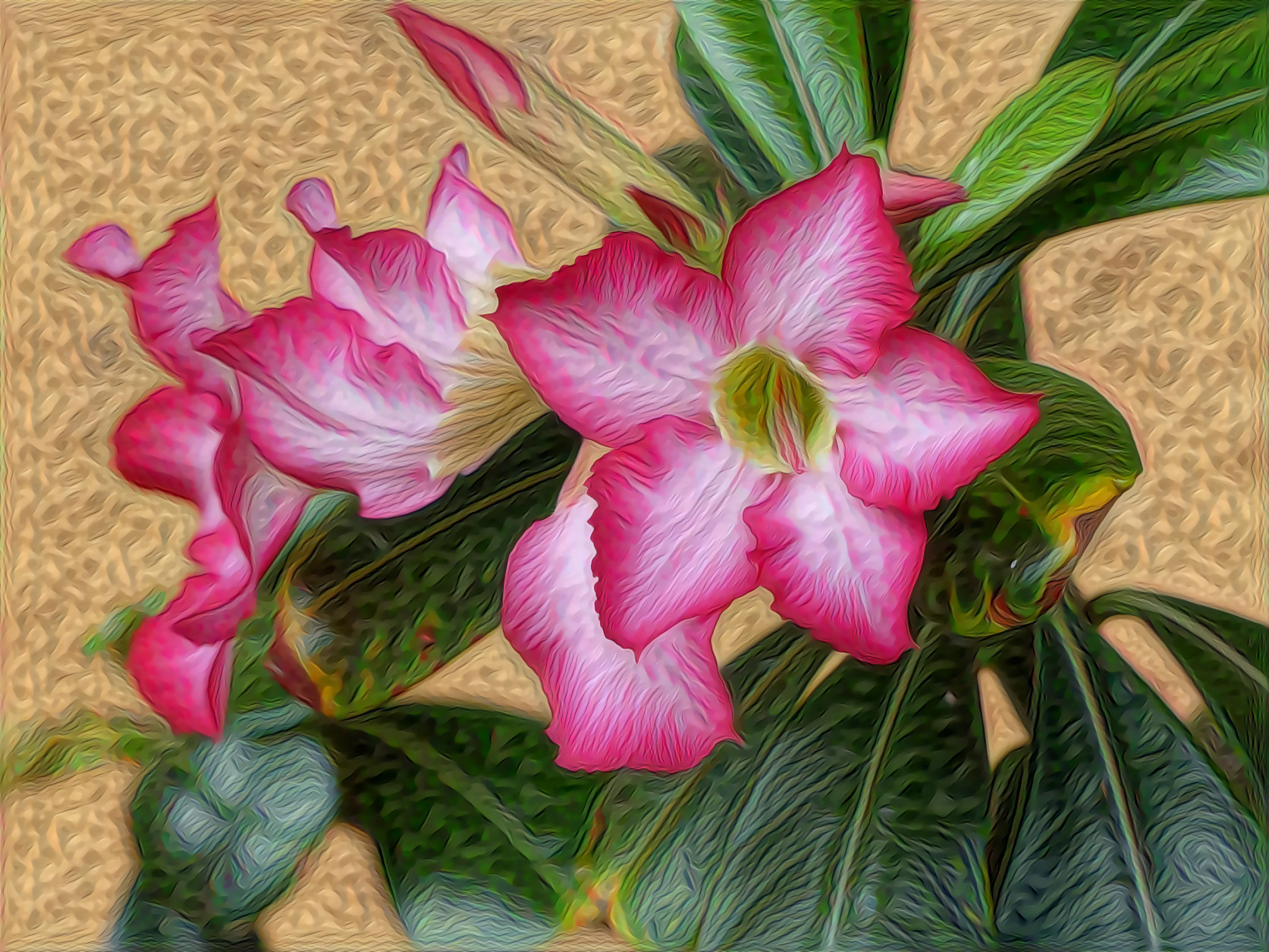 Desert Rose