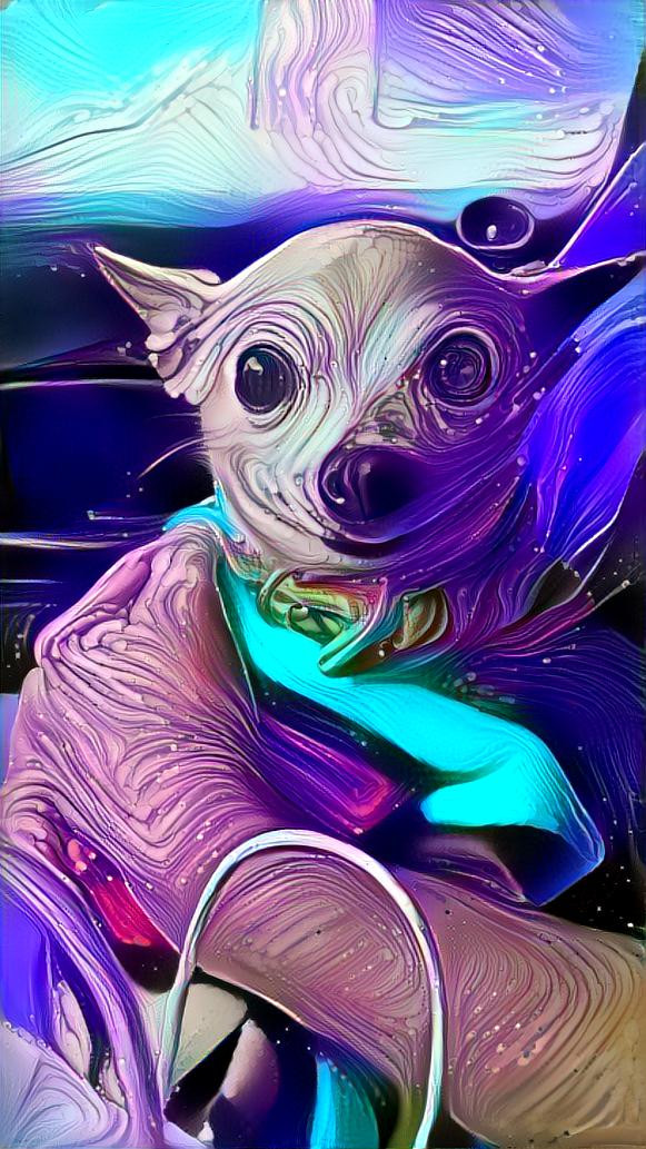 space dog