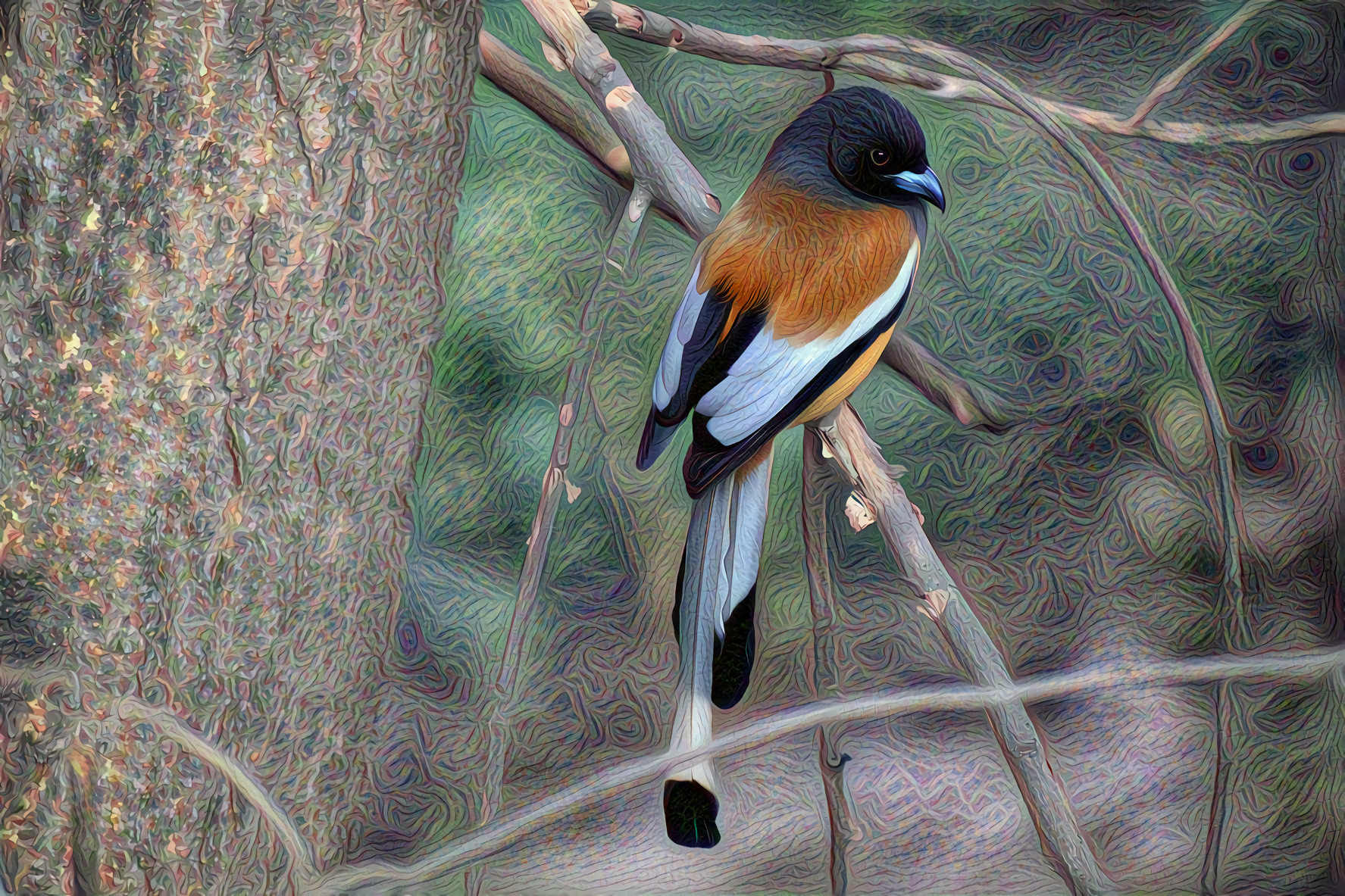 Rufous Treepie, member Crow Family, India