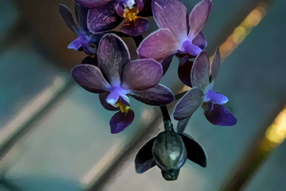 Blue Orchids