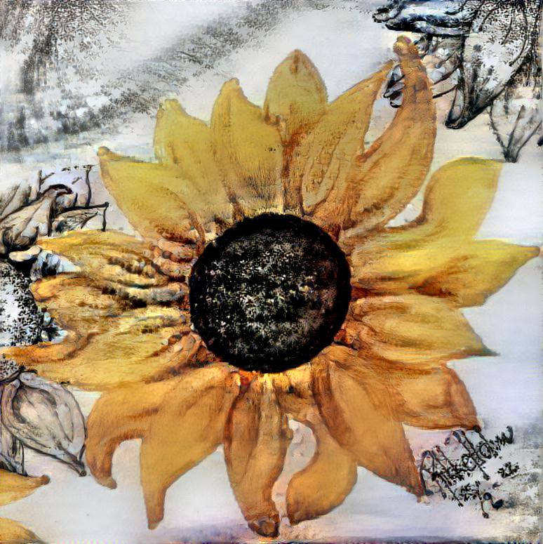 Sunflower