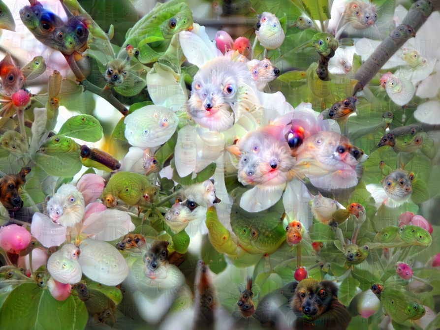 apple blossoms