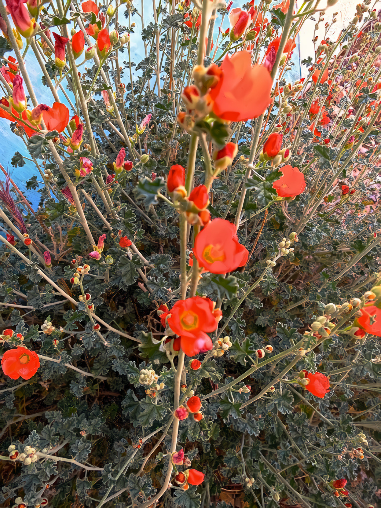 Orange Globe Mallow