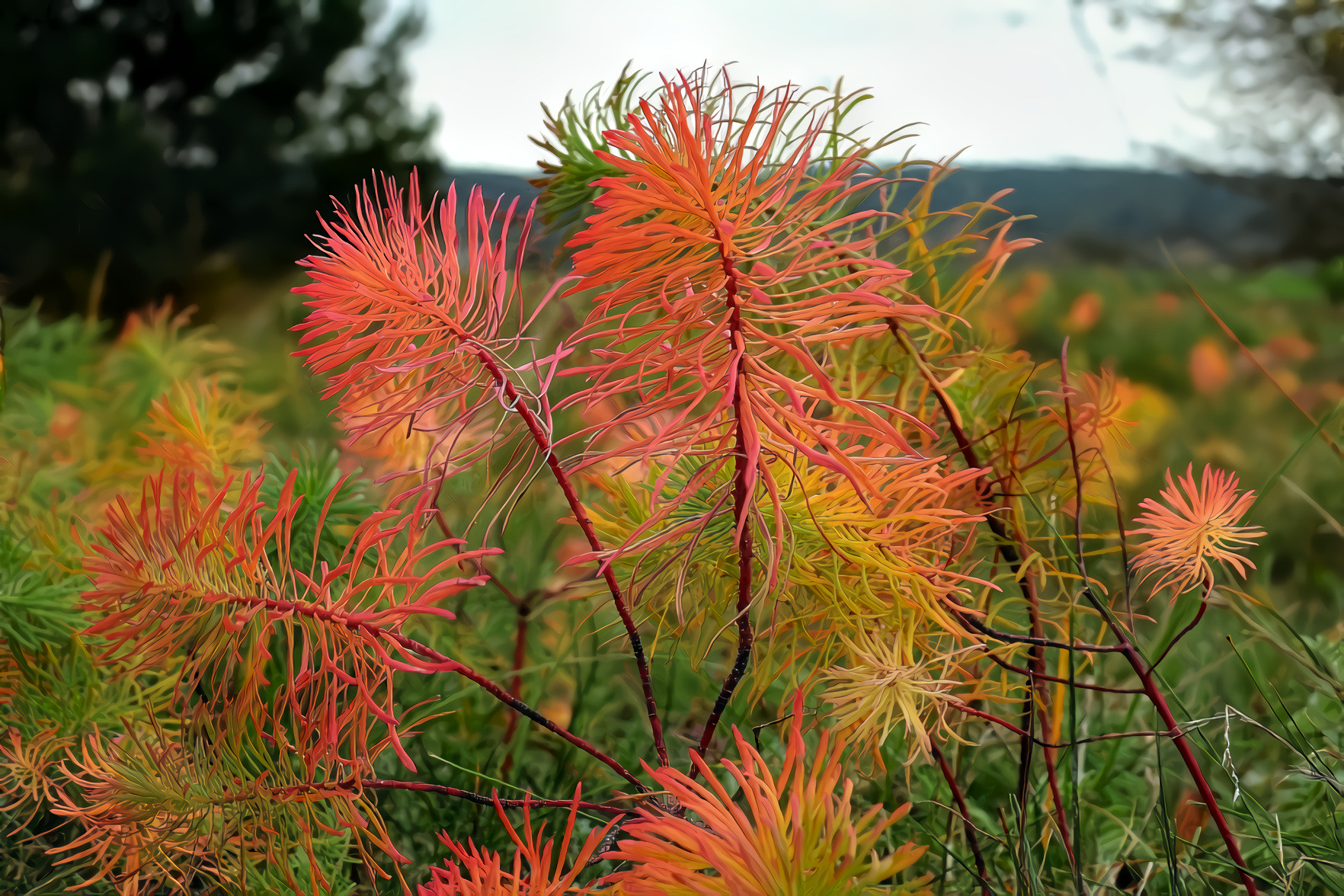 Autumn Meadow Plant