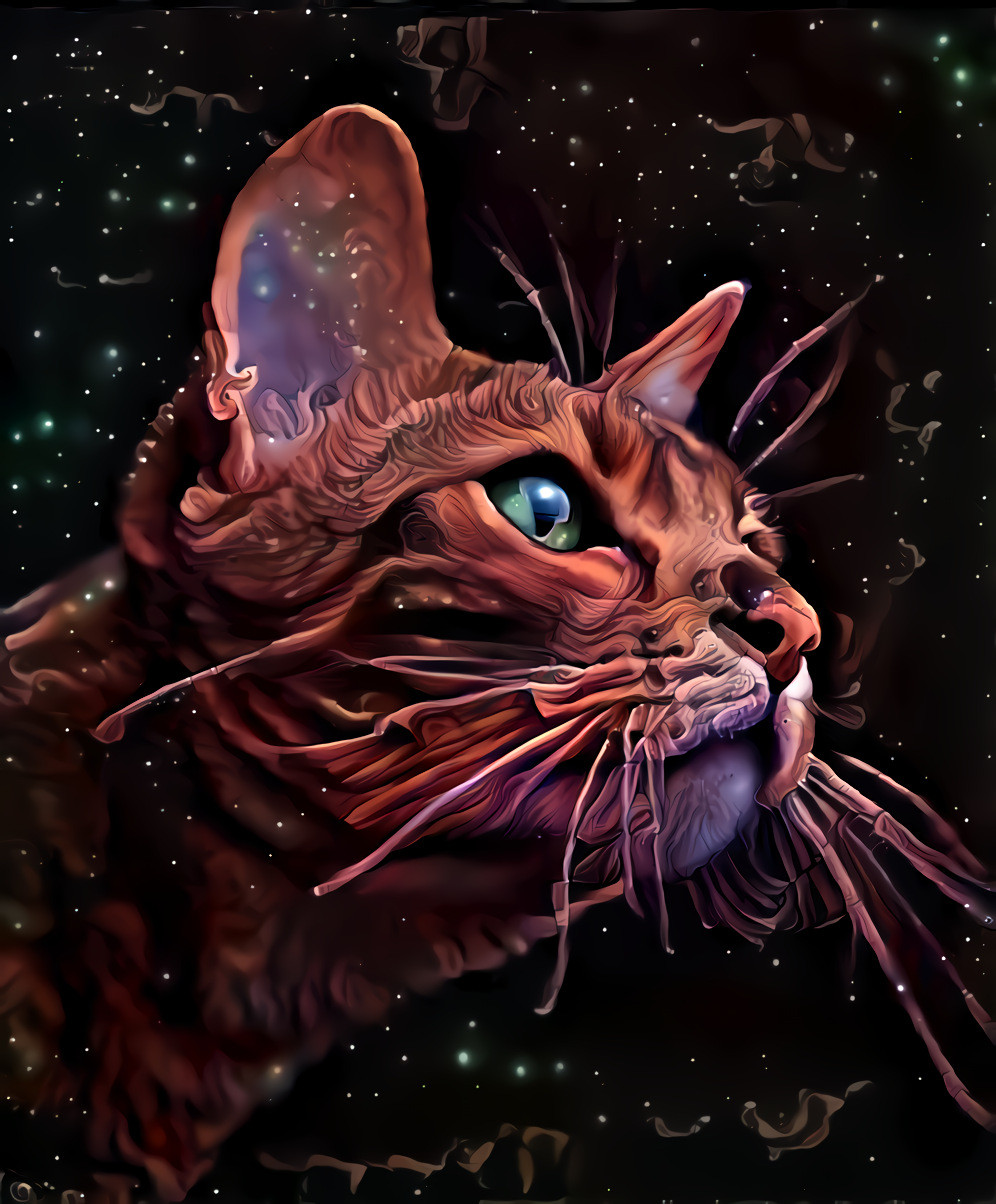 Space Cat