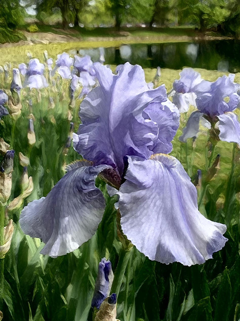 Sweet Iris