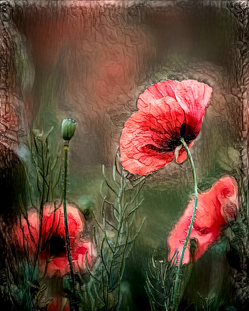 Deep Forest Poppies