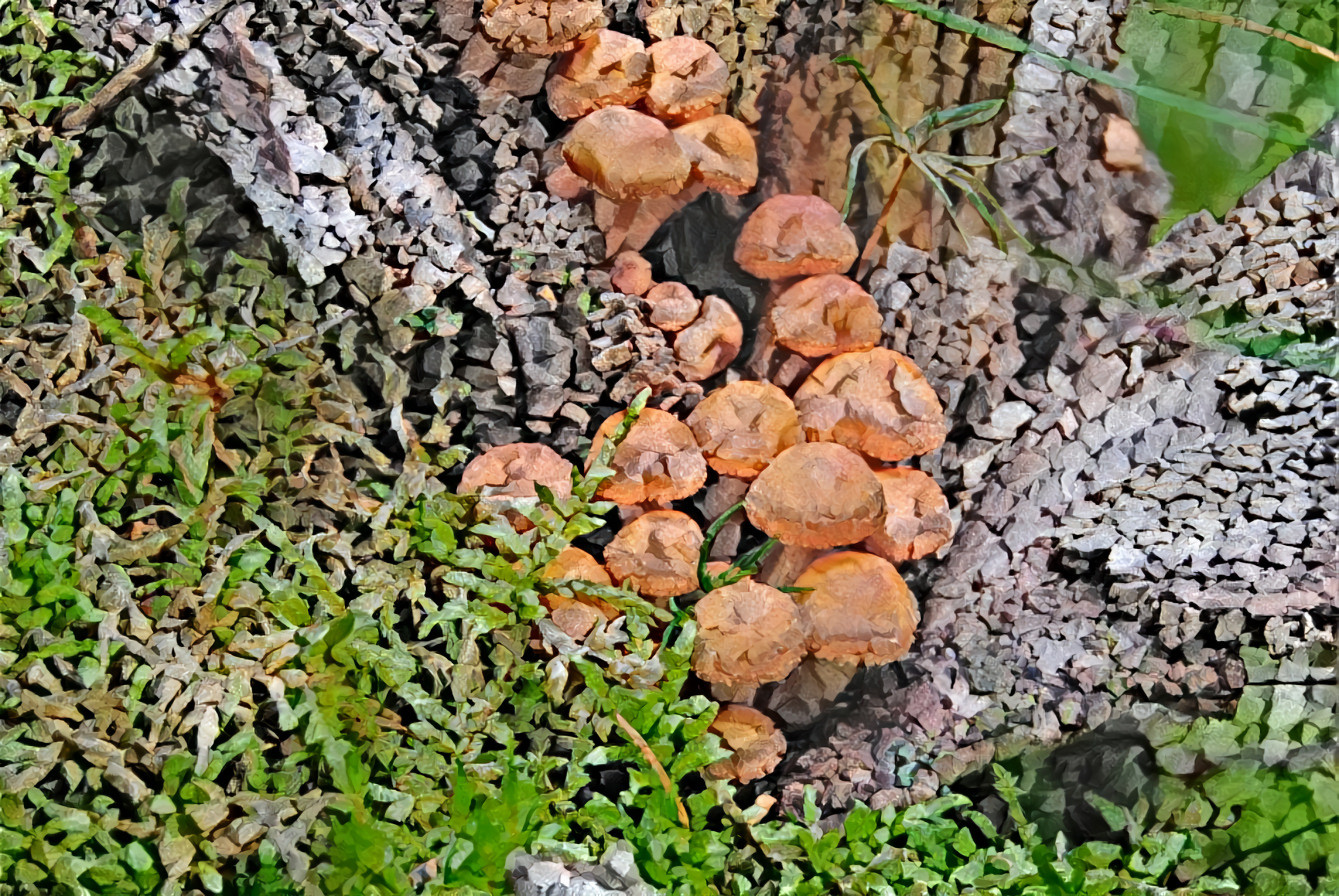 Rockshrooms