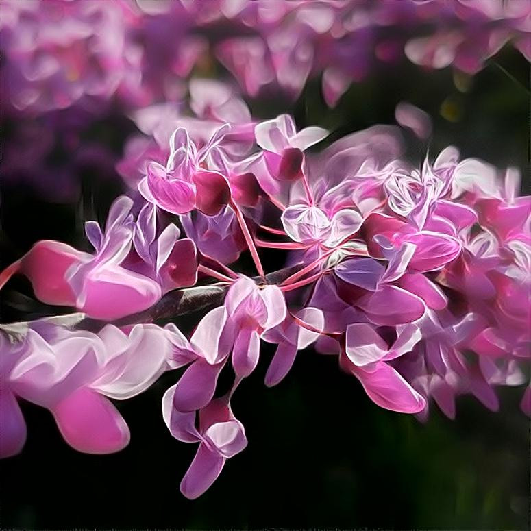 Cercis canadensis