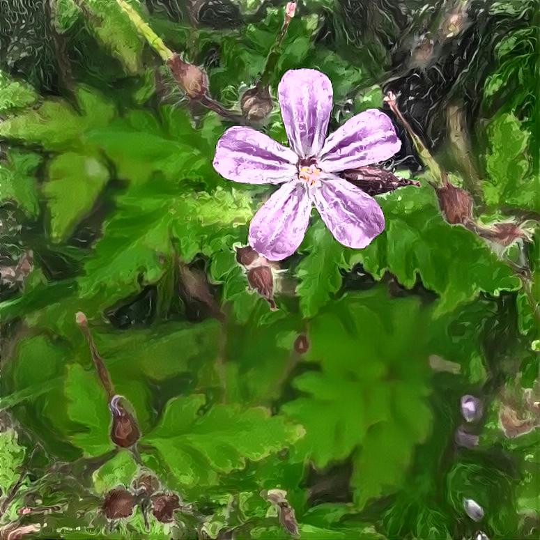 Herb Robert 