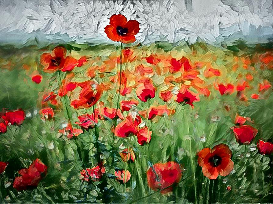 Poppy Field Dreams