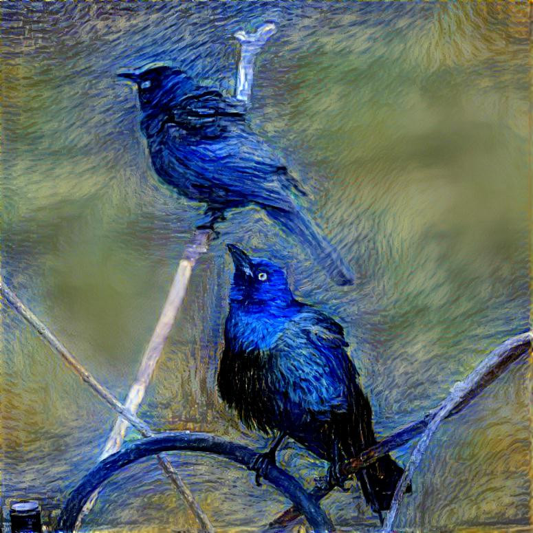 Grackles 