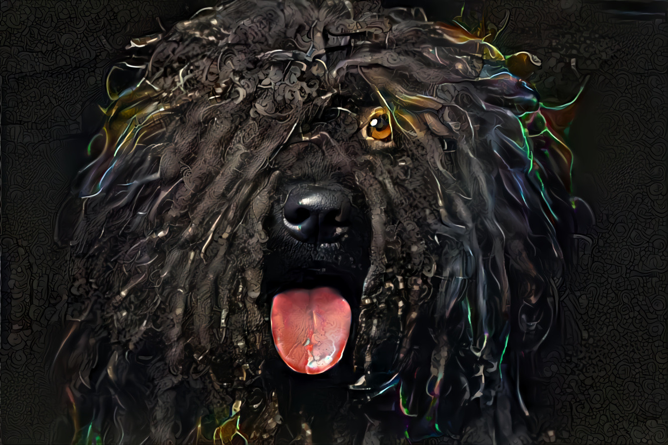 The playful Puli