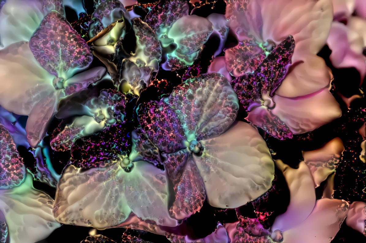 Enchanted Hydrangea