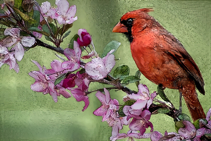 Deep Dream: Red Cardinal (Ver.2)