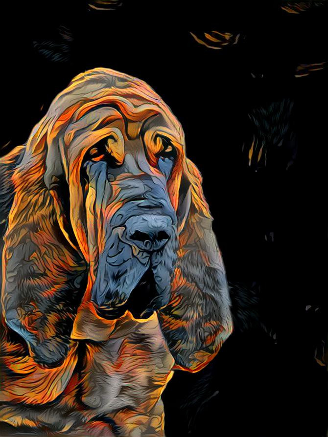 My bloodhound boy Peppino