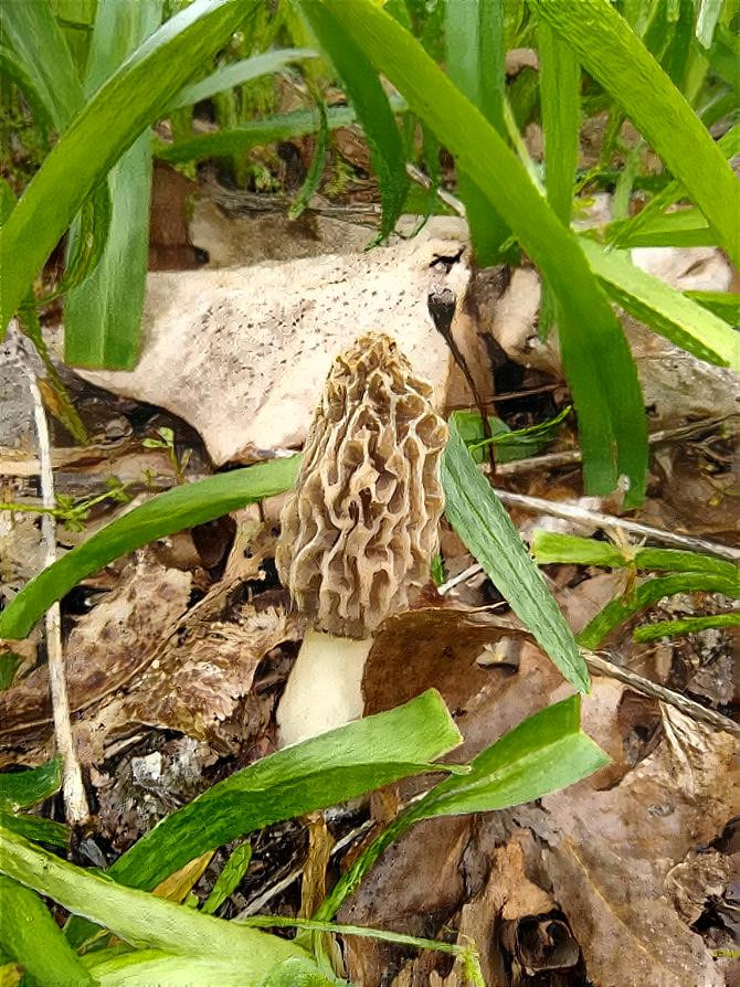 MOREL