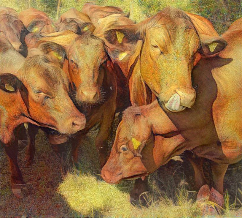 Friendly Cows