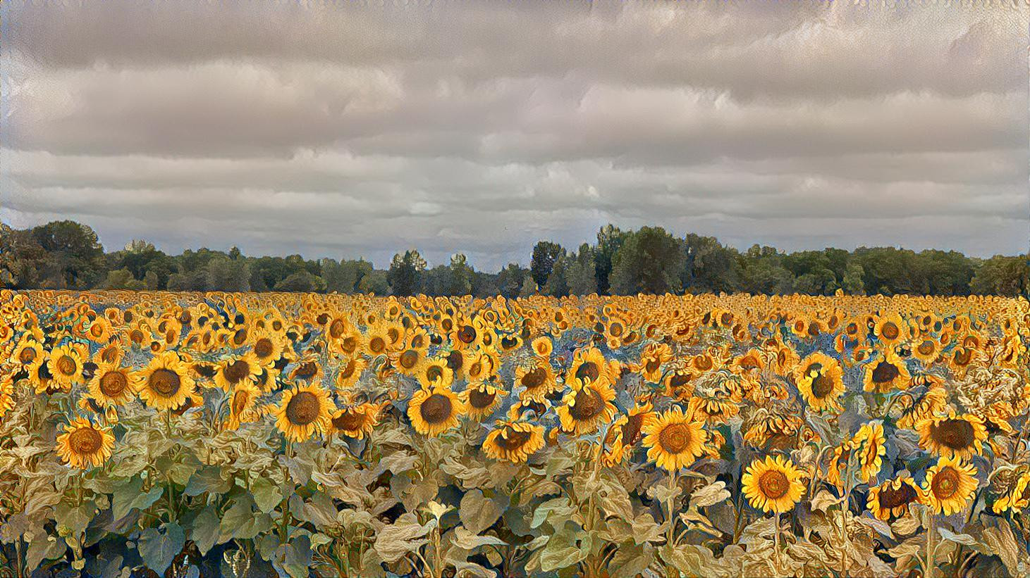 Sunflowers 2