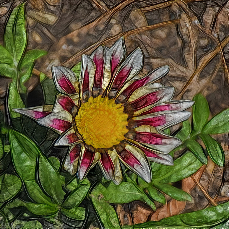 Gazania