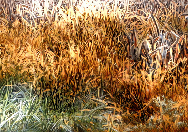 Autumn Grass #1