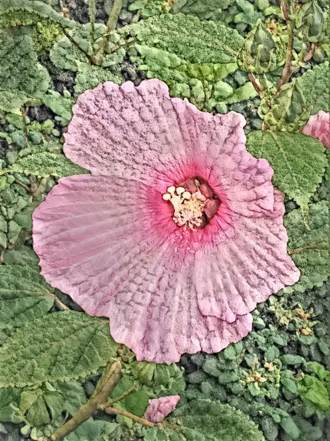 Hibiscus n driveway 