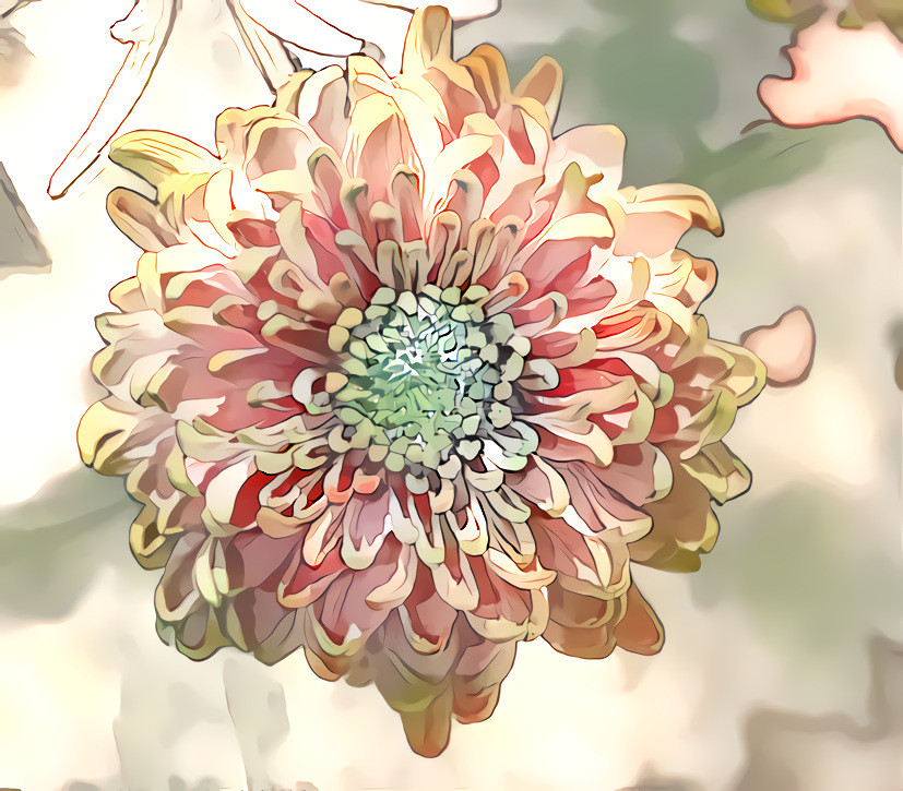 Chrysanthemum