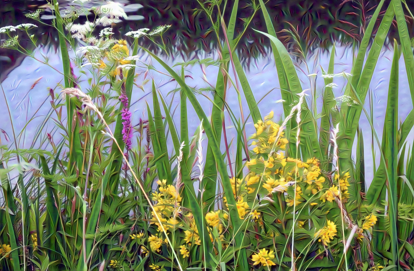 Marsh Plants in the Wetlands