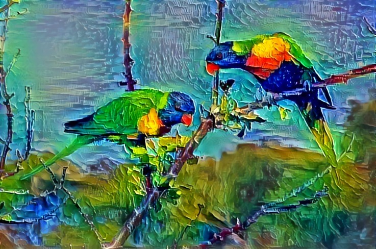 Rainbow Lorikeets