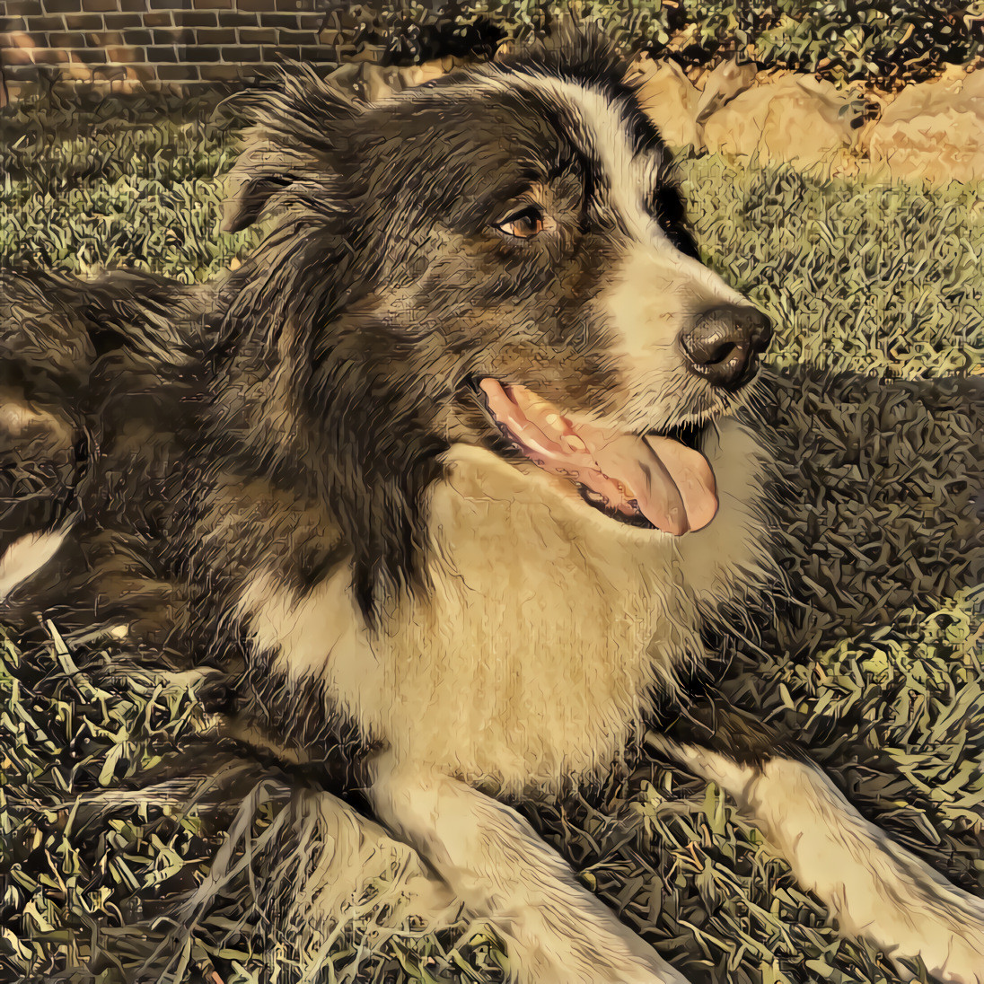 Shelby in the late afternoon sun.