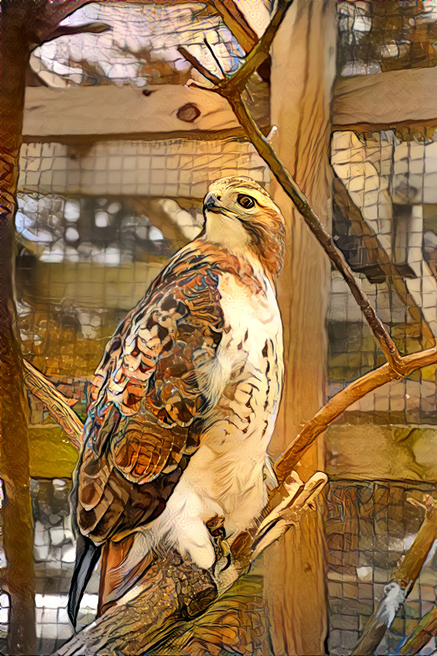 Red Tailed Hawk 2