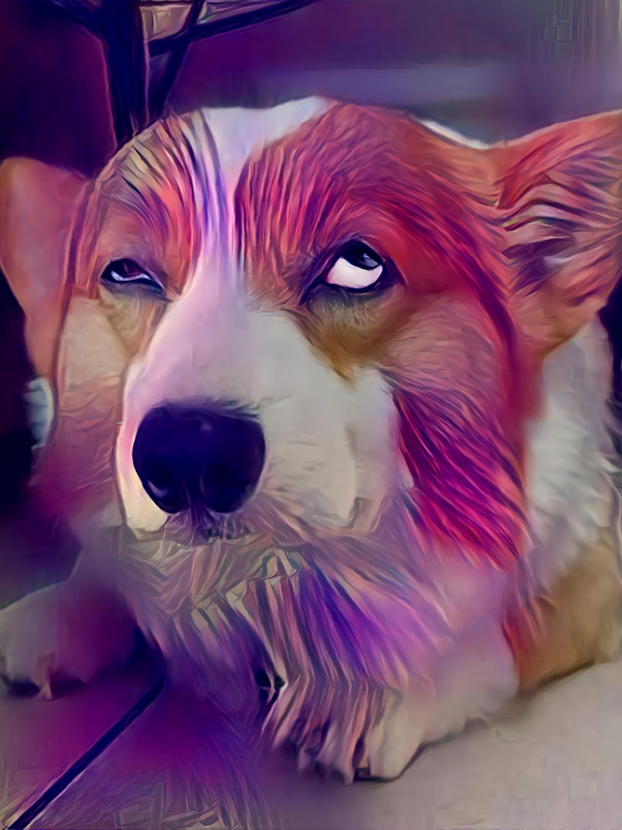 Corgie