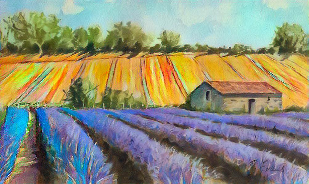 Lavender Field