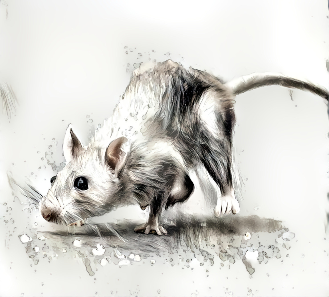 white rat