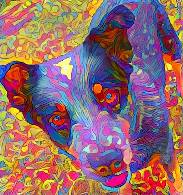 multiswirls dog