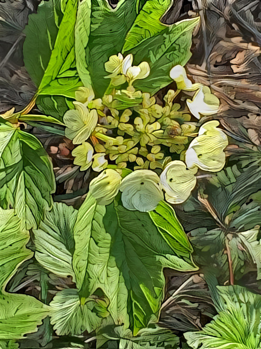 Hortensia