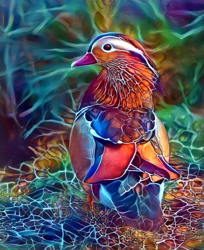 Mandarin duck