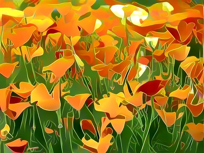 California Poppies