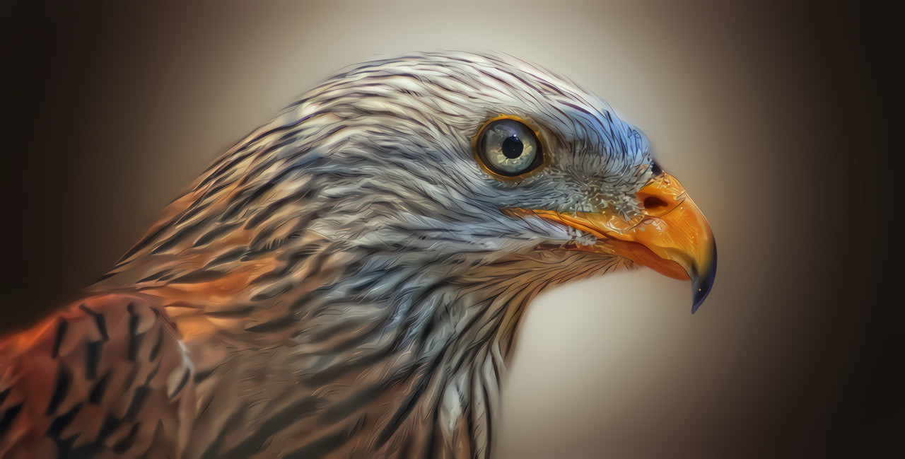 Red Kite, Bird of Prey