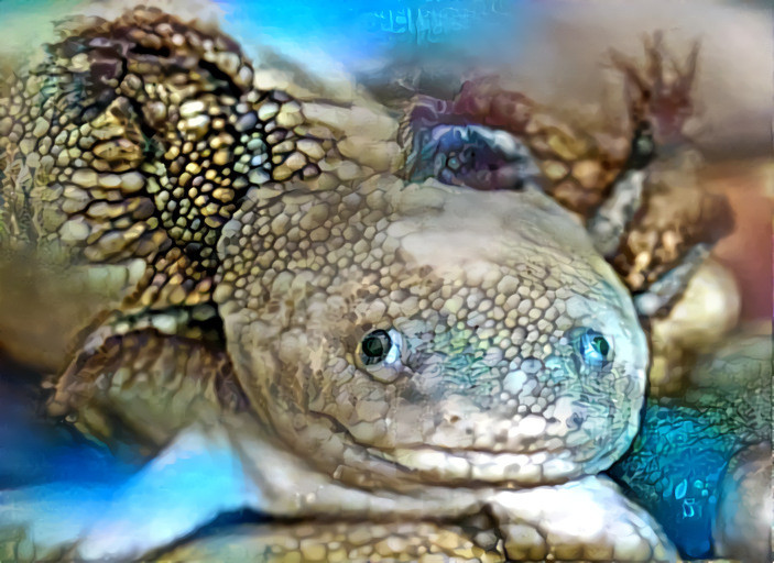 Axolotl salamander + gecko eye (axolotl image by Christian Baker; gecko eye from ganzhenjun.com)