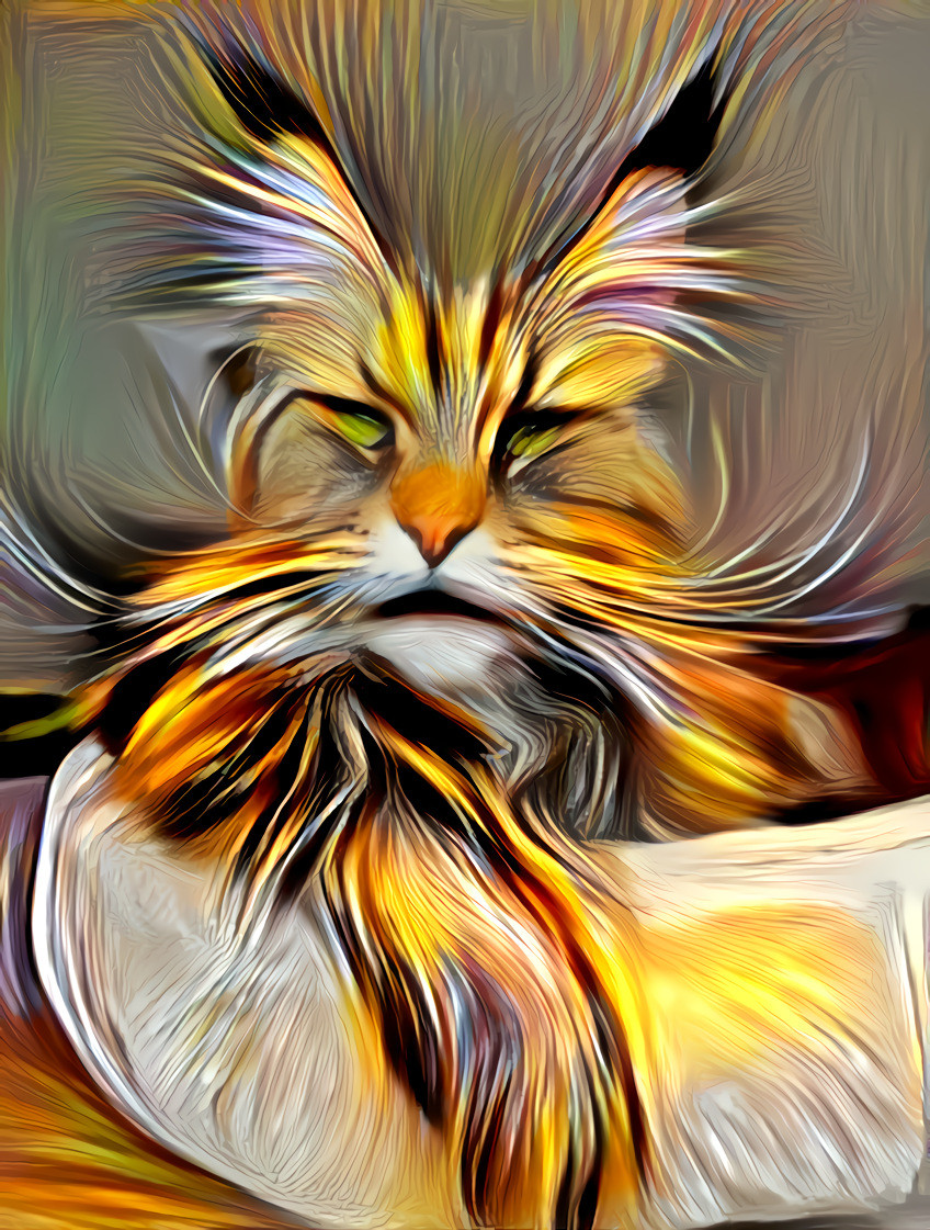 MAINE COON CATT