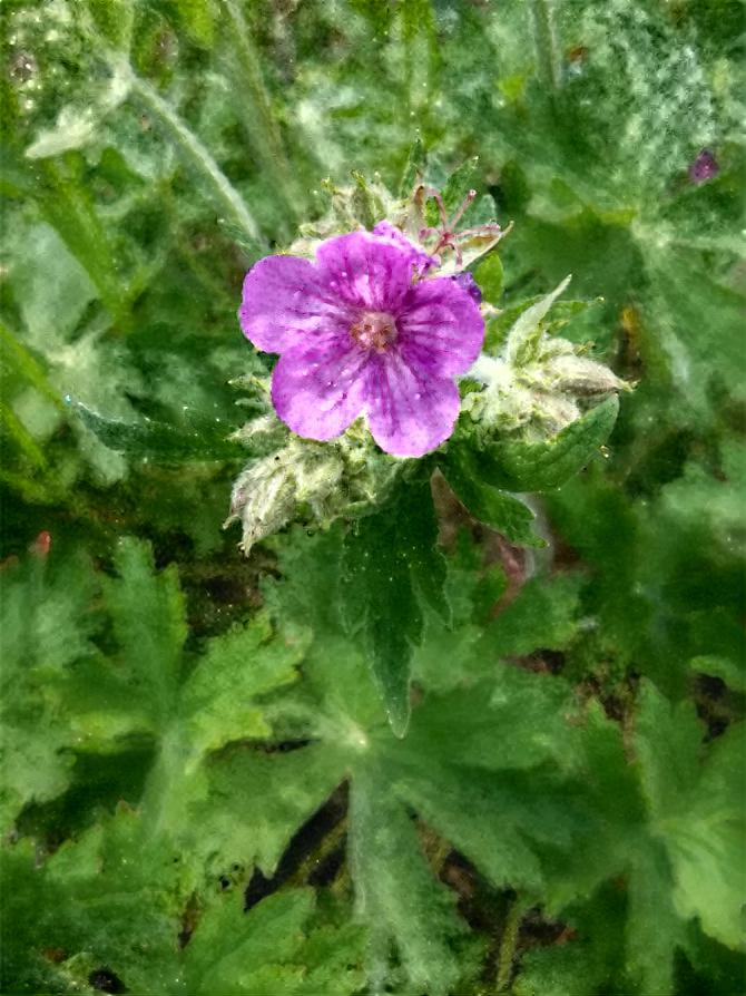 Yellowstone flower