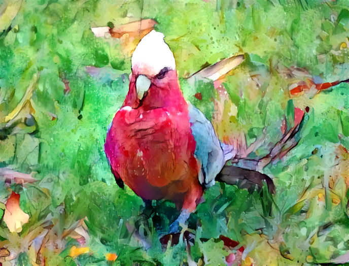 Galah