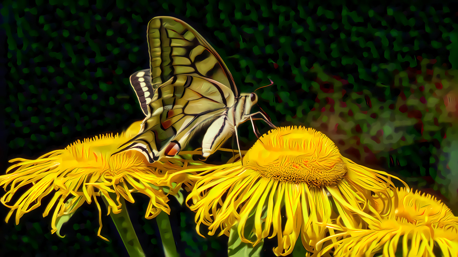 Dovetail Butterfly on Yellow Flowers