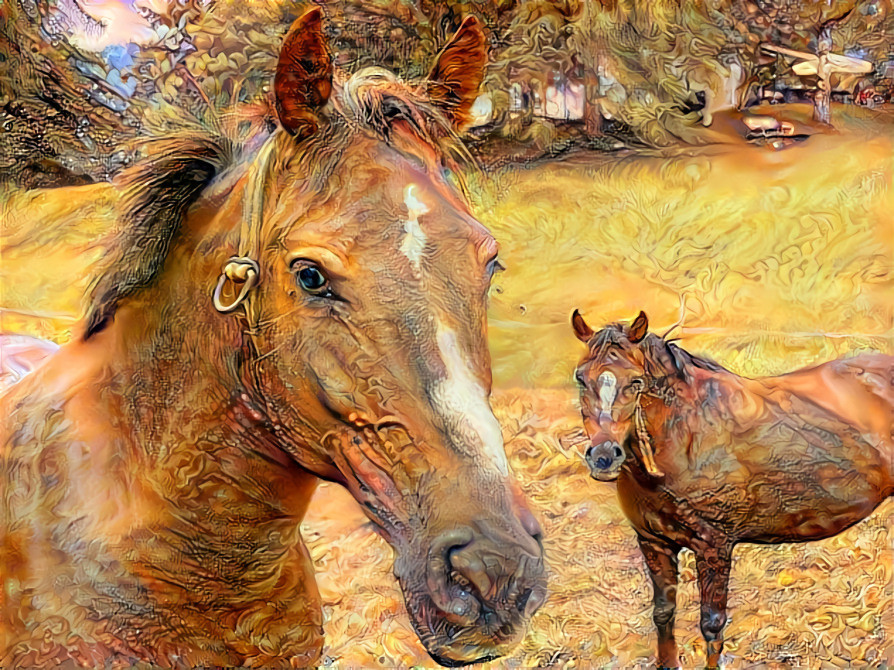 Horses