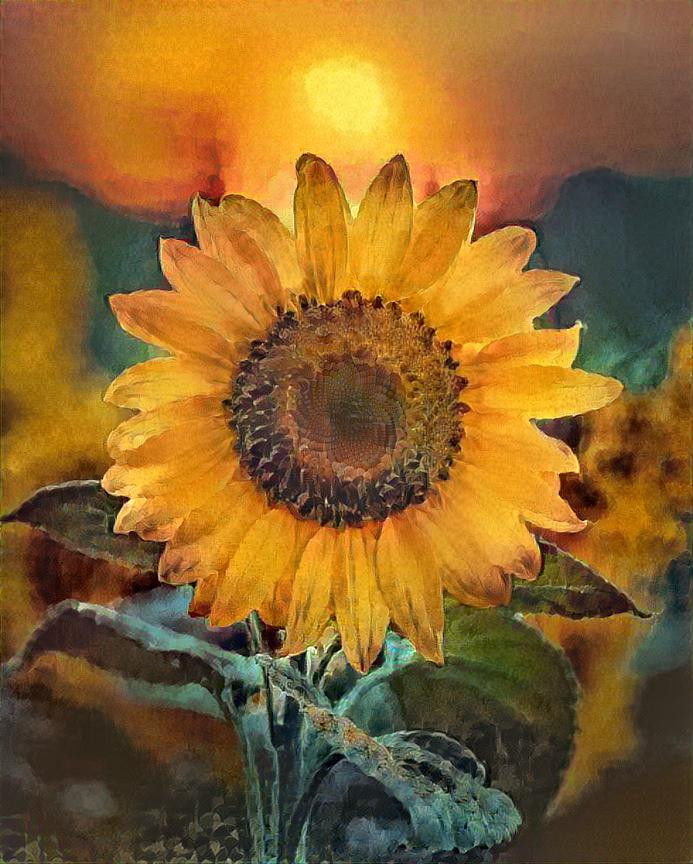 Sunflower